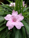 Pink waterkanon flower closeup