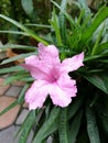 Pink waterkanon flower closeup