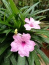 Pink waterkanon flowers closeup