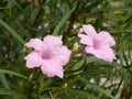 The pink waterkanon, watrakanu, minnieroot, iron root, feverroot, popping pod or cracker plant flower on white background