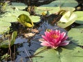 Pink Waterlilies and Green Lily Pads in Pond Water