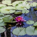 Pink Waterlilies and Green Lily Pads in Pond Water Royalty Free Stock Photo