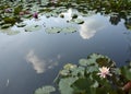 This forest pond fits into a zen garden Royalty Free Stock Photo