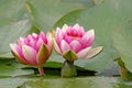 Pink waterlilies