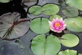 Pink waterliliy Royalty Free Stock Photo