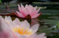 Pink Waterlillies Royalty Free Stock Photo