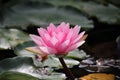 Pink waterlilly shine in sunny afternoon