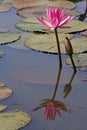 Pink Waterlily