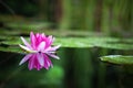 Pink waterlily