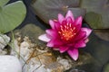 Pink waterlily