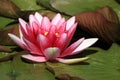 Pink waterlily