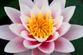 Pink waterlily bloom filling full frame with pollen focus Royalty Free Stock Photo