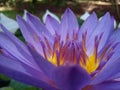 Pink Waterlily bloomed