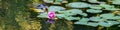 Pink waterlily blooming in a pond with green lily pads and abstract reflections Royalty Free Stock Photo