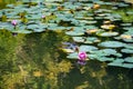 Pink waterlily blooming in a pond with green lily pads and abstract reflections Royalty Free Stock Photo