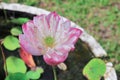 Pink waterlily Close up or lotus flower in pond beautiful Royalty Free Stock Photo