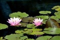 Pink waterlily with damselfly