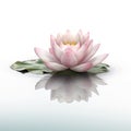 a pink waterlily floating on top of a body of water with a reflection of it\'s leaves and a yellow center piece of the water