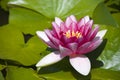 Pink waterlily flower