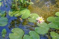 Pink waterlily flower across green leaves in pond in sunlight. natural background Royalty Free Stock Photo