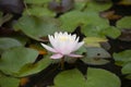 Pink Waterlily Flower closeup view Royalty Free Stock Photo