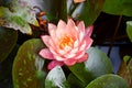 Pink waterlily flower on fish pond