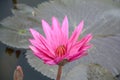 Pink waterlily flower on fish pond