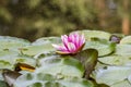 Pink waterlily flower Royalty Free Stock Photo