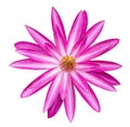 Pink waterlily flower isolated Royalty Free Stock Photo