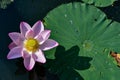 Pink Waterlily Flower and Lily Pad with Water Droplets