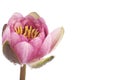 Pink waterlily flower over white background Royalty Free Stock Photo