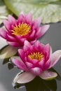 Pink waterlily flower on pond Royalty Free Stock Photo