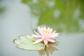 Pink waterlily flower in a pond Royalty Free Stock Photo