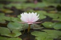 Pink Waterlily Flower on water surface closeup view Royalty Free Stock Photo