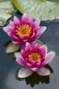 Pink waterlily flowers in pond