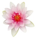 Pink waterlily isolated