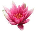 Pink waterlily isolated on white background, close-up. High resolution image. Beautiful water blossom. Copy space.