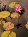 Pink waterlily and lily pads reflecting in water Royalty Free Stock Photo