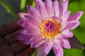 Pink waterlily lotus Royalty Free Stock Photo