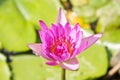 Pink waterlily or lotus flower