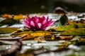 Pink WaterLily