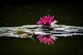 Pink WaterLily Royalty Free Stock Photo