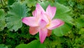 Pink waterlily lotus reflecting