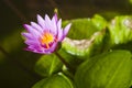Pink waterlily. Royalty Free Stock Photo