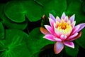 Pink waterlily, Nelumbo nucifera, in full bloom on water in a sunny summer day, lotus flower