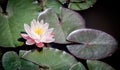 Pink waterlily Nymphaea alba