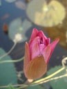 Pink waterlily in the palace pond