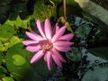 Pink waterlily in pond