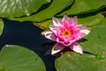 A pink waterlily on a pond surrounded by green leaves Royalty Free Stock Photo