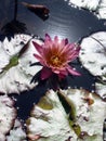 Pink waterlily on reflecting water.